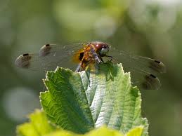 Attēlu rezultāti vaicājumam “Leucorrhinia caudalis”