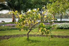 Attēlu rezultāti vaicājumam “Autographa excelsa”