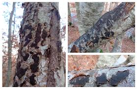 Attēlu rezultāti vaicājumam “Biscogniauxia marginata”