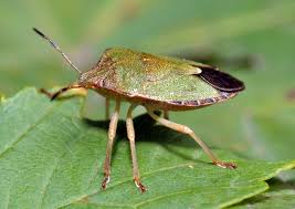 Attēlu rezultāti vaicājumam “Palomena prasina”