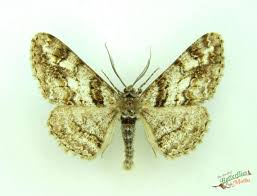 Attēlu rezultāti vaicājumam “Cleora cinctaria”