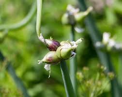 Attēlu rezultāti vaicājumam “Allium cepa bud”