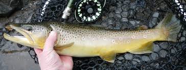 Image result for Salmo trutta trutta