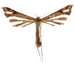 Attēlu rezultāti vaicājumam “Pterophoridae”