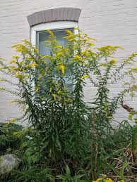 Attēlu rezultāti vaicājumam “Solidago canadensis fruit”