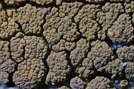 Attēlu rezultāti vaicājumam “Candelariella sp.”