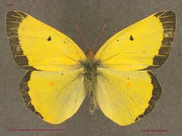 Attēlu rezultāti vaicājumam “Colias palaeno male”