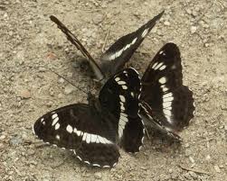 Attēlu rezultāti vaicājumam “Limenitis camilla”