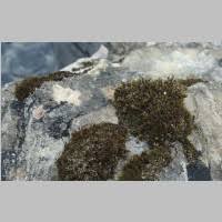 Attēlu rezultāti vaicājumam “Schistidium robustum”