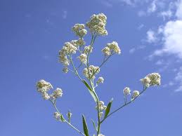 Attēlu rezultāti vaicājumam “Lepidium latifolium flower”