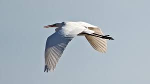 Attēlu rezultāti vaicājumam “Egretta alba adult”