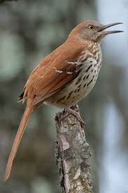 Image result for Toxostoma rufum