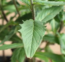 Attēlu rezultāti vaicājumam “Hieracium murorum bud”