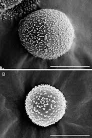 Attēlu rezultāti vaicājumam “Trichia alpina sessile”