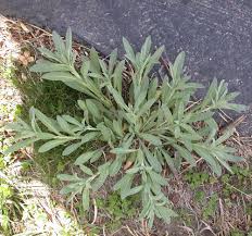 Attēlu rezultāti vaicājumam “Berteroa incana fruit”