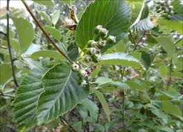 Attēlu rezultāti vaicājumam “Sorbus aria”
