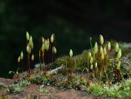 Attēlu rezultāti vaicājumam “Bryum capillare”