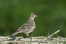Attēlu rezultāti vaicājumam “Alauda arvensis adult”