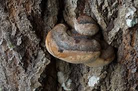 Attēlu rezultāti vaicājumam “Phellinus populicola”