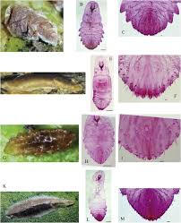 Attēlu rezultāti vaicājumam “Lepidosaphes ulmi imago”