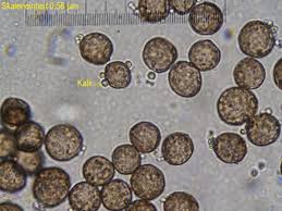 Attēlu rezultāti vaicājumam “Craterium aureonucleatum”