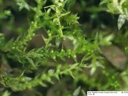 Attēlu rezultāti vaicājumam “Pohlia bulbifera”