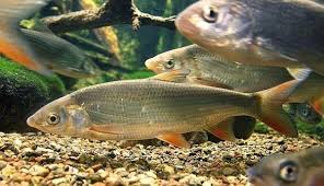 Image result for Chondrostoma nasus