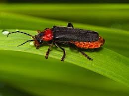 Attēlu rezultāti vaicājumam “Cantharis fusca”