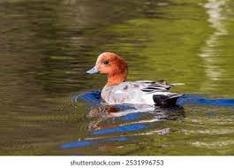 Attēlu rezultāti vaicājumam “Anseriformes”