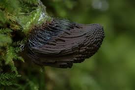 Attēlu rezultāti vaicājumam “Stemonitis marjana macro”