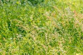 Attēlu rezultāti vaicājumam “Gramineae”