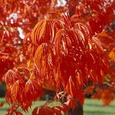 Attēlu rezultāti vaicājumam “Aesculus x hybrida leaf”