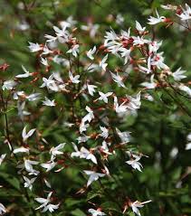 Attēlu rezultāti vaicājumam “Gillenia trifoliata flower”