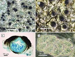 Attēlu rezultāti vaicājumam “Petractis sp.”