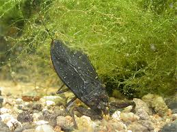 Attēlu rezultāti vaicājumam “Nepa cinerea”