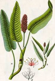 Attēlu rezultāti vaicājumam “Polygonum amphibium leaf”