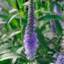 Image result for Veronica teucrium