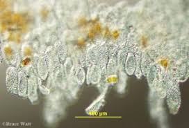 Attēlu rezultāti vaicājumam “Coleosporium sp.”