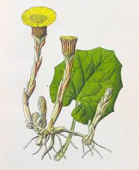 Attēlu rezultāti vaicājumam “Tussilago farfara fruit”