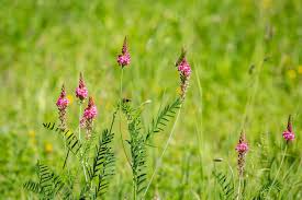 Attēlu rezultāti vaicājumam “Onobrychis arenaria fruit”