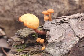 Attēlu rezultāti vaicājumam “Gymnopilus picreus”
