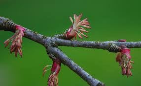 Attēlu rezultāti vaicājumam “Cercidiphyllum japonicum fruit”