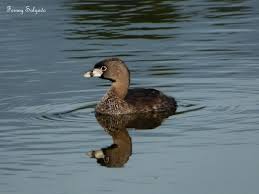 Image result for Podilymbus podiceps