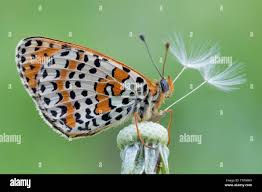 Attēlu rezultāti vaicājumam “Melitaea didyma”