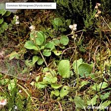 Attēlu rezultāti vaicājumam “Pyrola minor fruit”