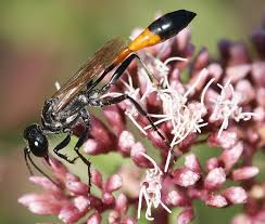 Attēlu rezultāti vaicājumam “Ammophila sp.”