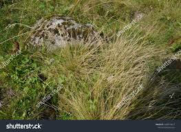 Attēlu rezultāti vaicājumam “Nardus stricta”