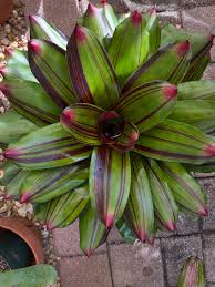 Attēlu rezultāti vaicājumam “Arcyria imperialis stalked”