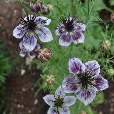 Image result for Nigella damascena
