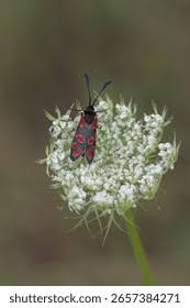 Attēlu rezultāti vaicājumam “Zygaena sp.”